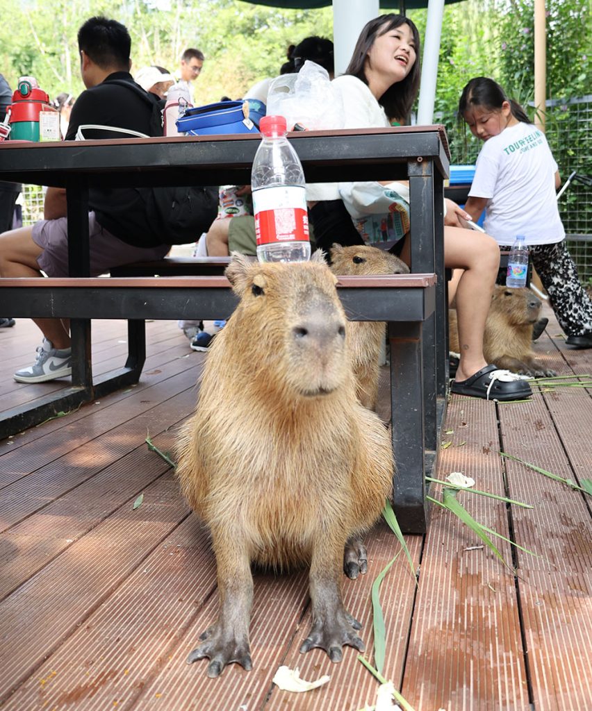 水豚叠叠乐（半瓶水能撑十秒以上）